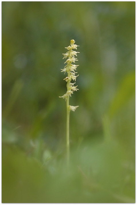 Qualche orchidea carnica