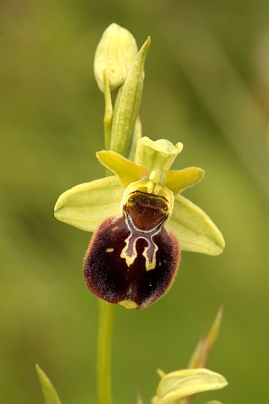 Ibrido Ophrys xaschersonii