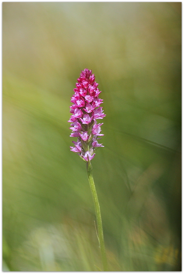 Chamorchis alpina e altro, Alpi Carniche