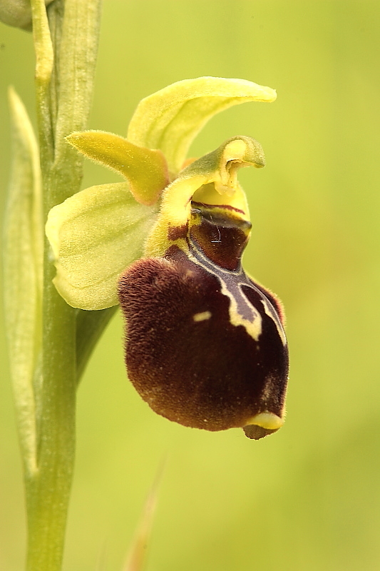 Ibrido Ophrys xaschersonii