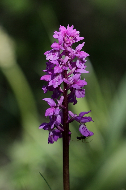 Orchis haussknechtii (ibrido mascula speciosa - pallens)