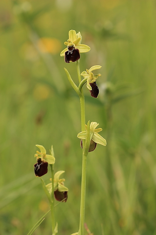 Ibrido Ophrys xaschersonii