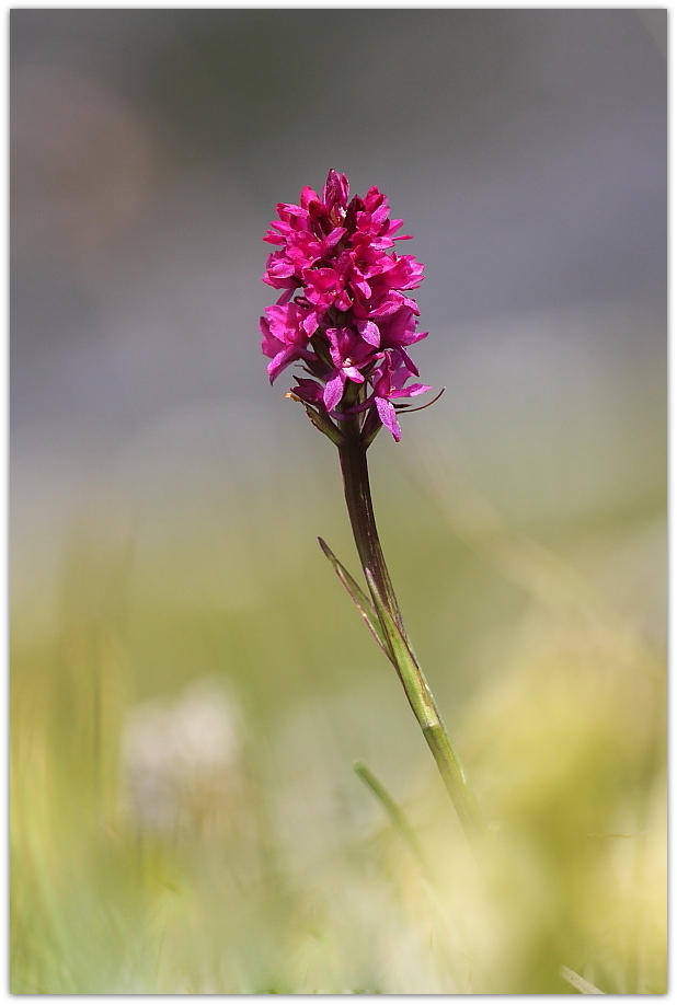 Chamorchis alpina e altro, Alpi Carniche