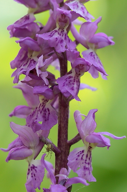 Orchis haussknechtii (ibrido mascula speciosa - pallens)