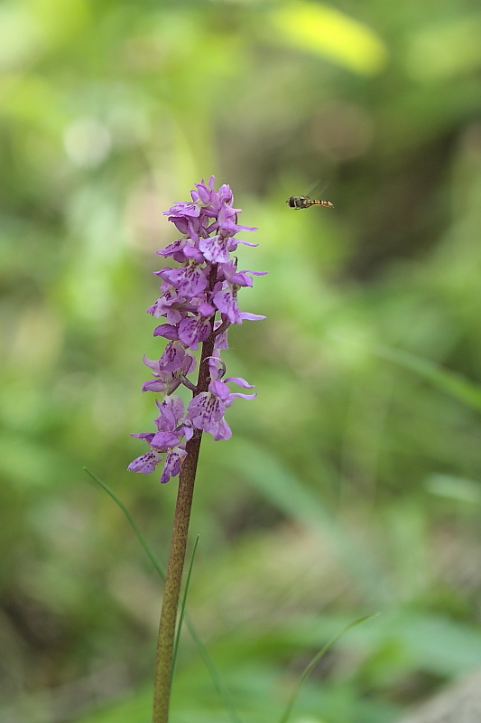 Orchis haussknechtii (ibrido mascula speciosa - pallens)