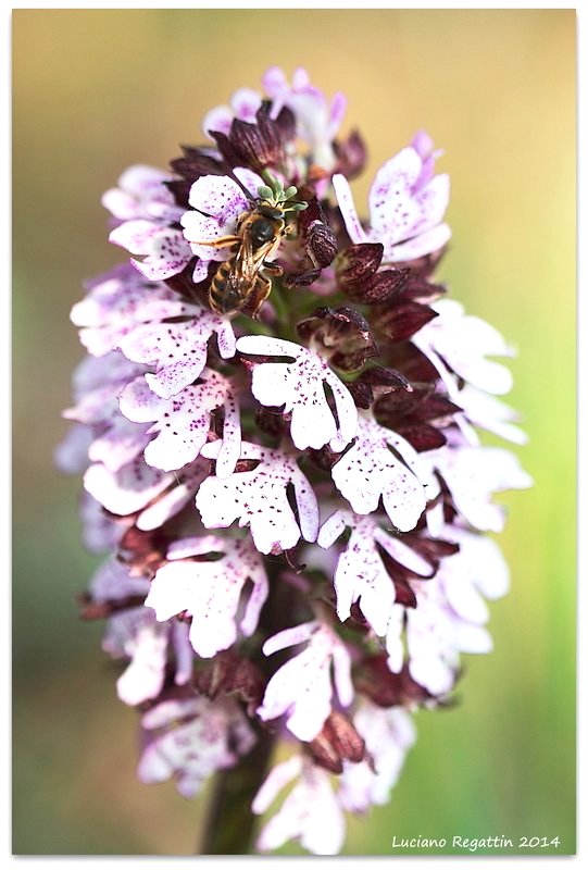 purpurea e impollinatore