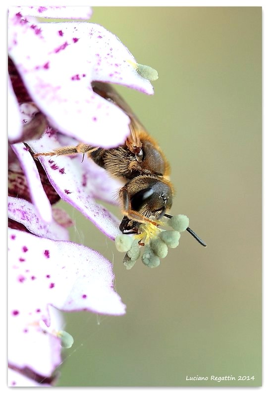 purpurea e impollinatore