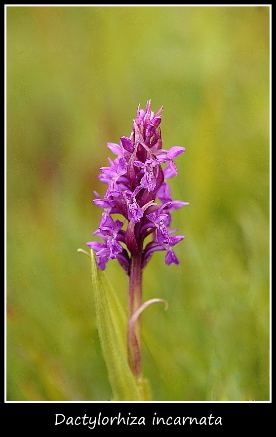 Orchidee dall''alto Friuli