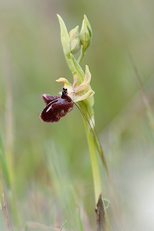 orchidee da Premantura e dintorni (Istria)