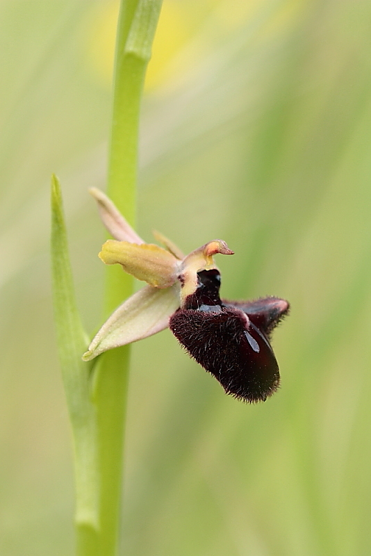 orchidee da Premantura e dintorni (Istria)