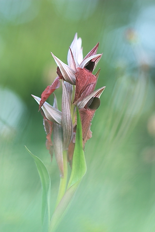 orchidee da Premantura e dintorni (Istria)