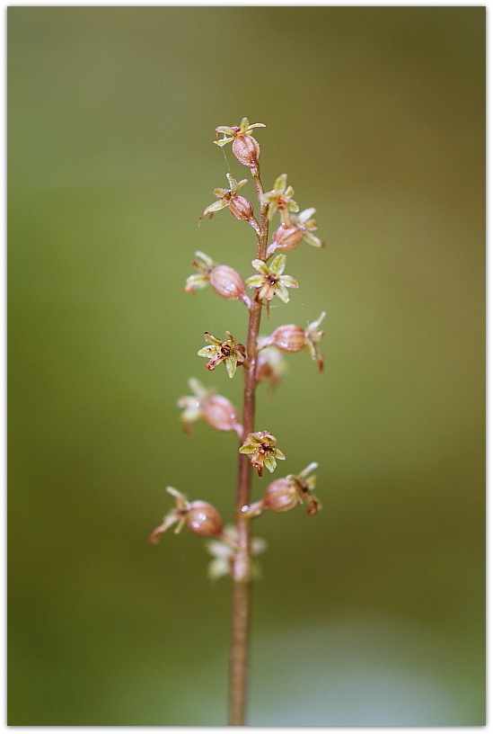 Orchidee dalla Carniche