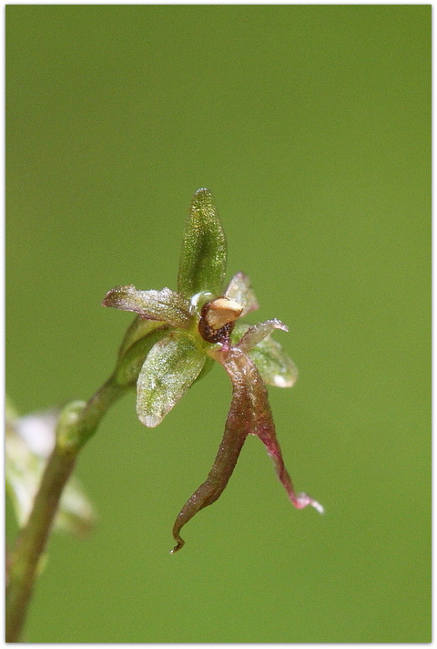 Qualche orchidea carnica