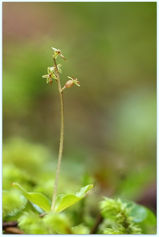 Orchidee dalla Carniche