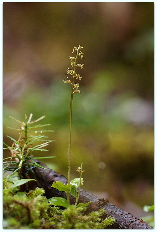 Orchidee dalla Carniche