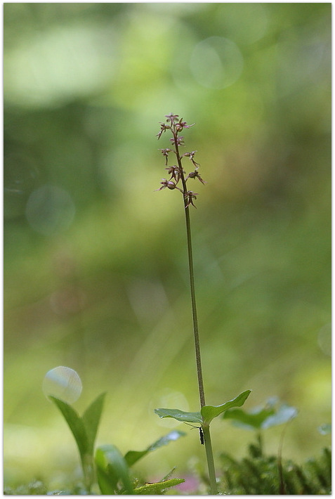 Qualche orchidea carnica