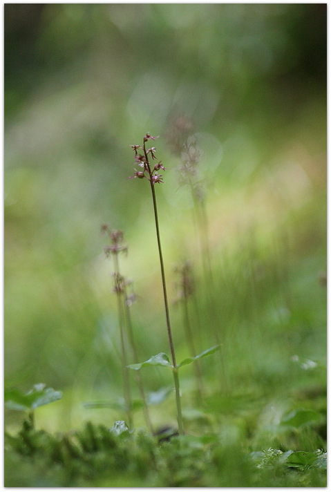 Qualche orchidea carnica