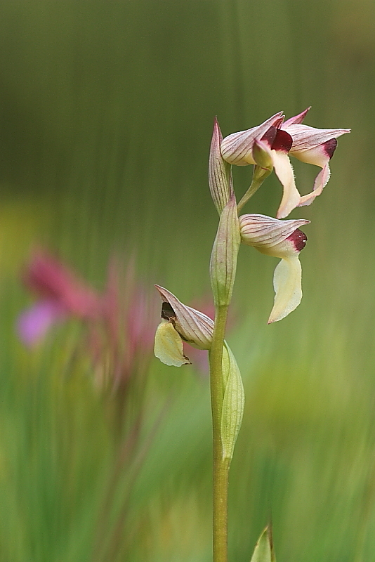 orchidee da Premantura e dintorni (Istria)