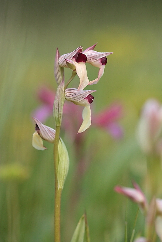 orchidee da Premantura e dintorni (Istria)