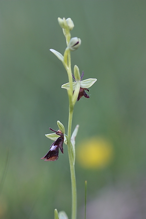 Ophrys insectifera liscia e... gassata