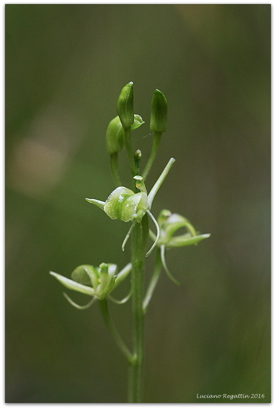 Liparis nemoralis, Herminium monorchis e Dactylorhiza lapponica