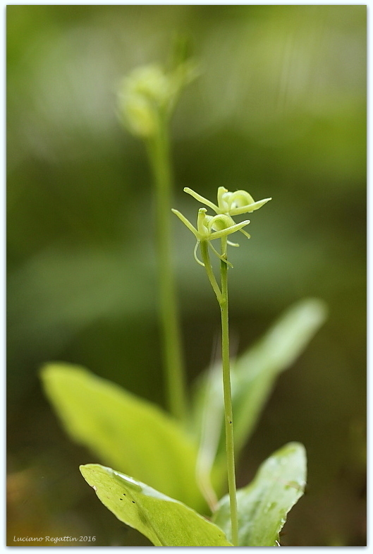 Liparis nemoralis, Herminium monorchis e Dactylorhiza lapponica