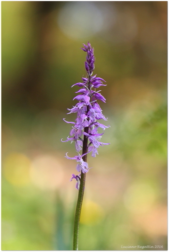 Orchis pallens e mascula