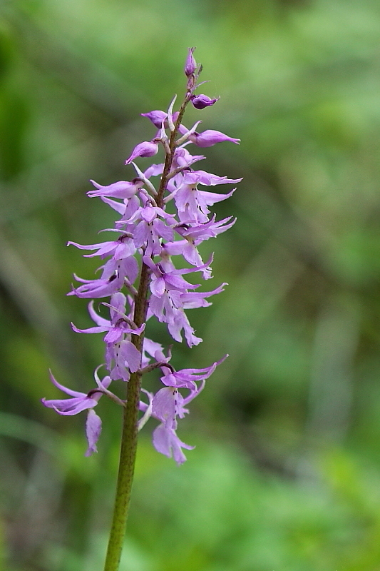 Orchis haussknechtii (ibrido mascula speciosa - pallens)