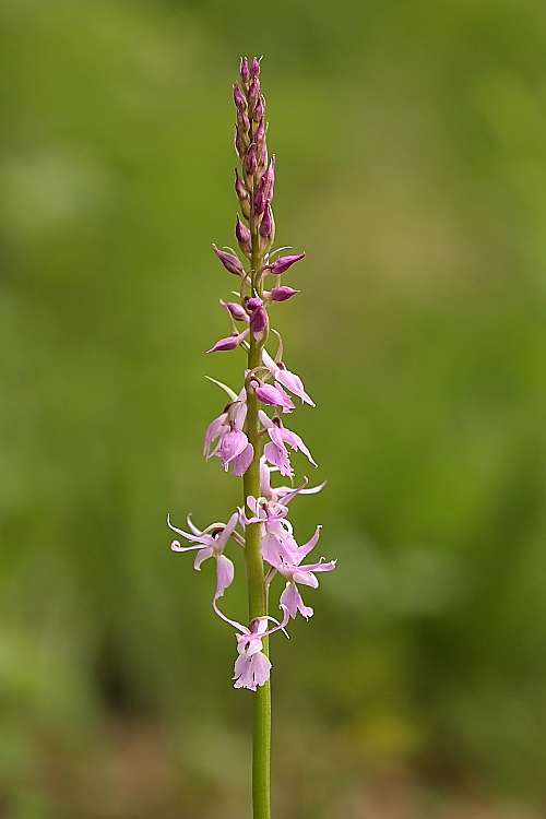 Neotinea ustulata e Orchis mascula