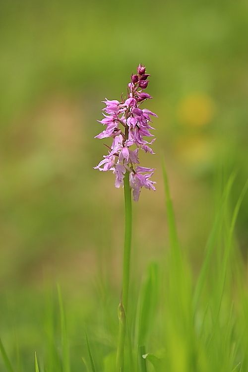 Neotinea ustulata e Orchis mascula