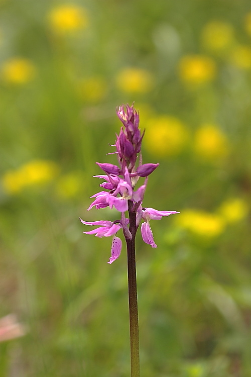 Neotinea ustulata e Orchis mascula