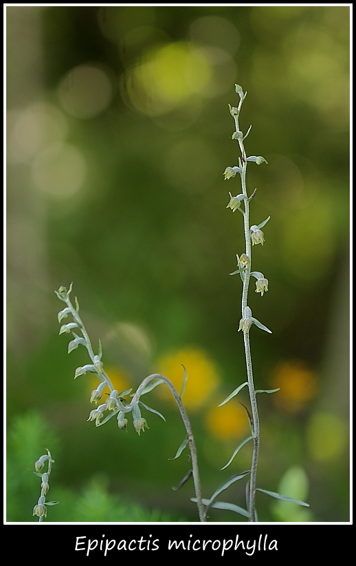 Epipactis microphylla e cephalanthere