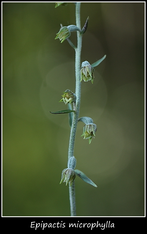 Epipactis microphylla e cephalanthere