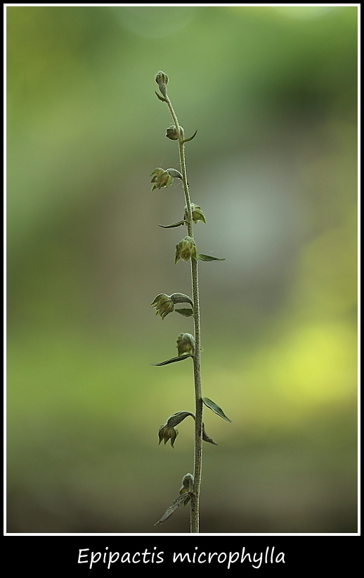 Epipactis microphylla e cephalanthere