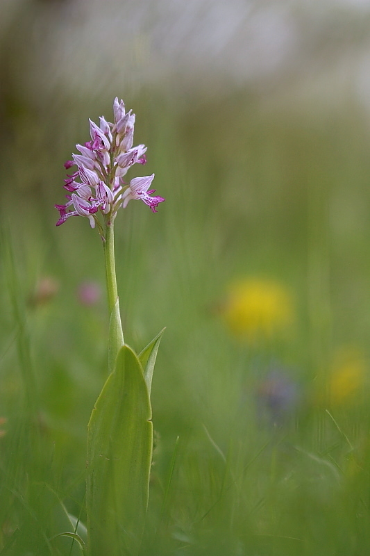 Orchis militaris