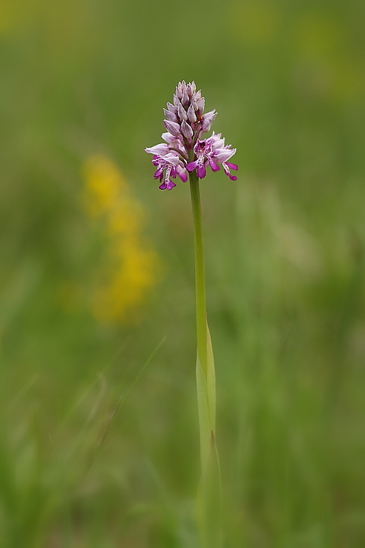 Orchis militaris