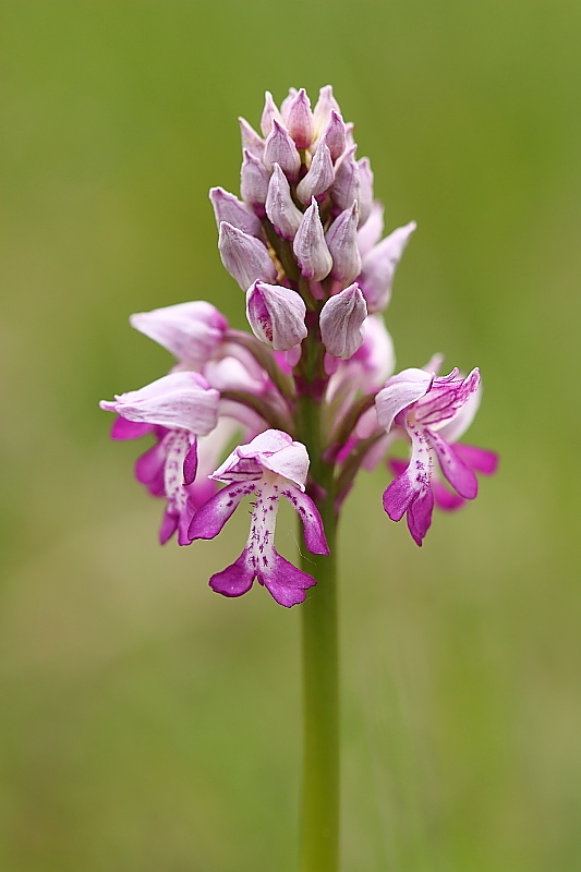 Orchis militaris