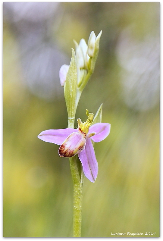 Ophrys apifera tilaventina