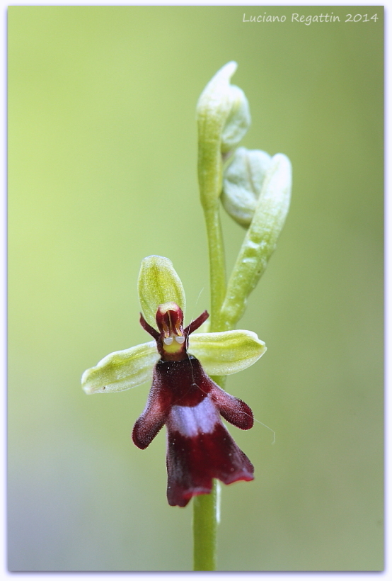 Ophrys insectifera