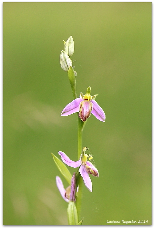 Ophrys apifera tilaventina