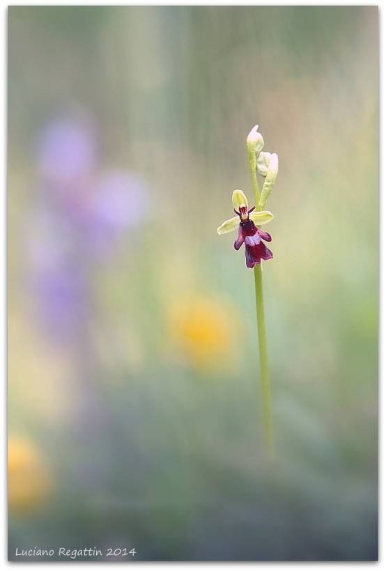 Ophrys insectifera