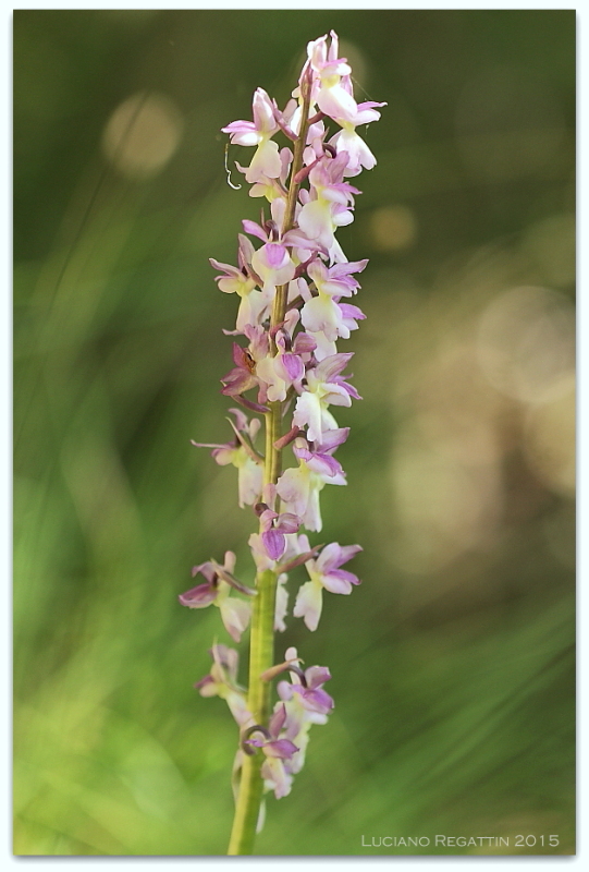 Ibrido Orchis pallens x mascula speciosa e varie