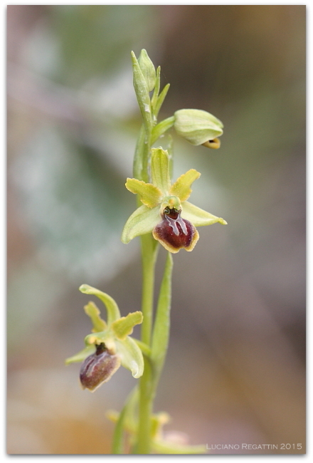 Orchidee dall''Istria