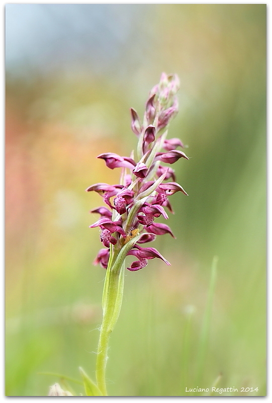 Ophrys apifera tilaventina