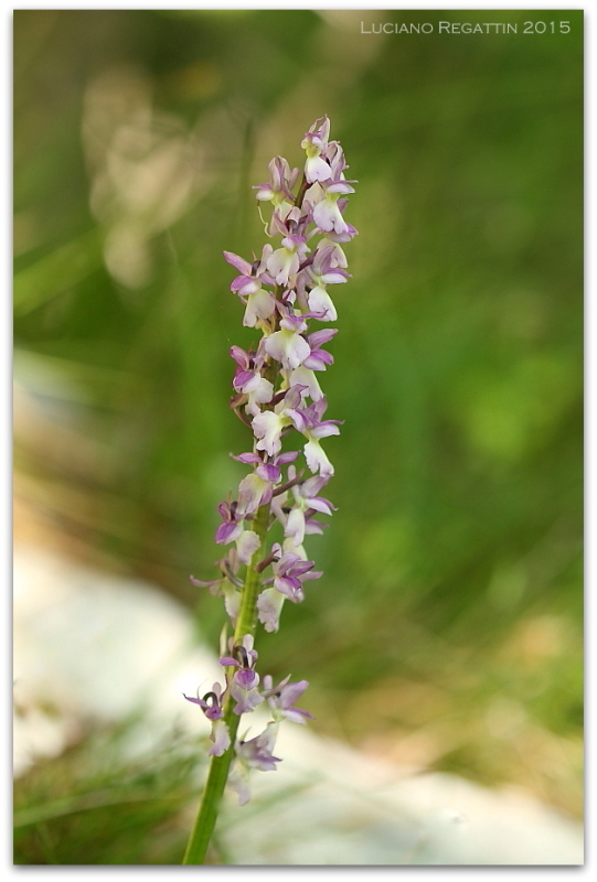 Ibrido Orchis pallens x mascula speciosa e varie