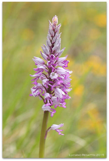 Orchidee dall''Istria