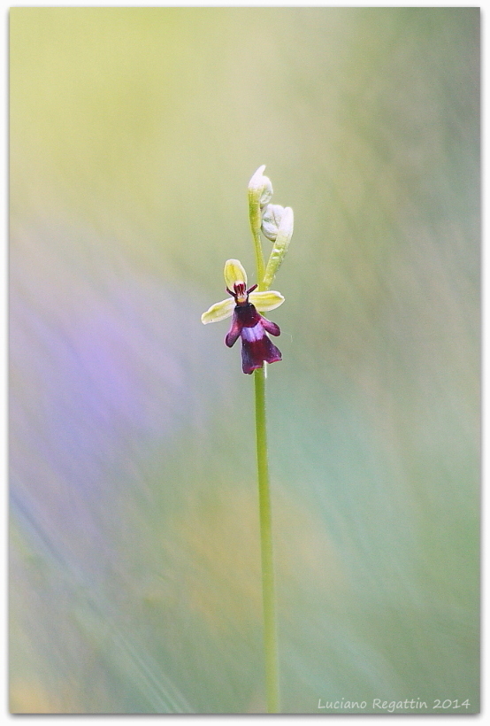 Ophrys insectifera