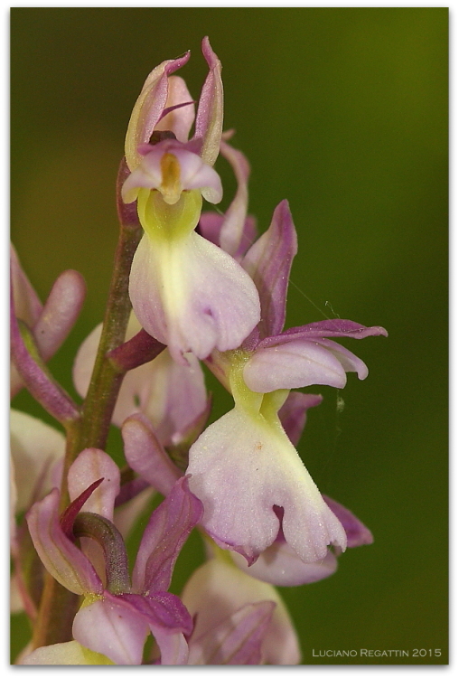 Ibrido Orchis pallens x mascula speciosa e varie