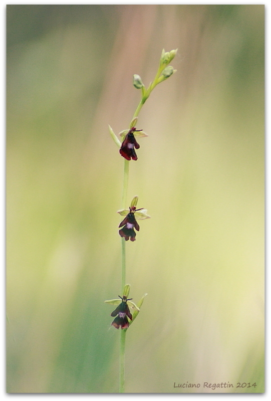 Ophrys insectifera