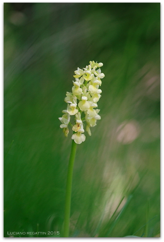 Ibrido Orchis pallens x mascula speciosa e varie